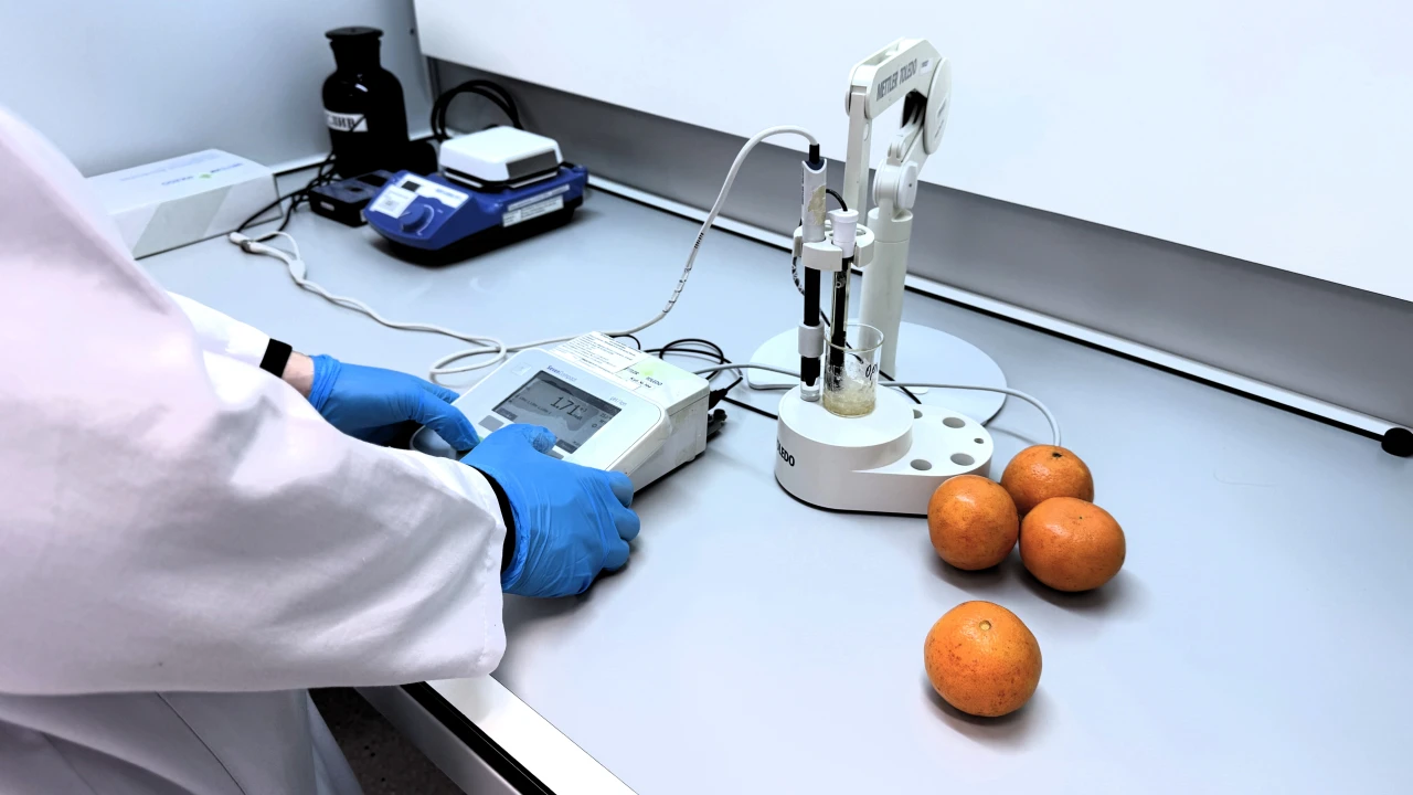 Қыс дәмі – мандарин: сапа мен қауіпсіздікті тексеру 