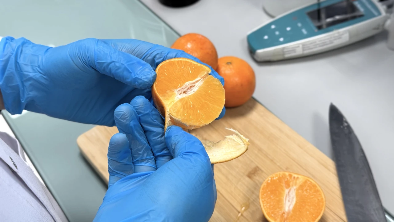 Қыс дәмі – мандарин: сапа мен қауіпсіздікті тексеру 