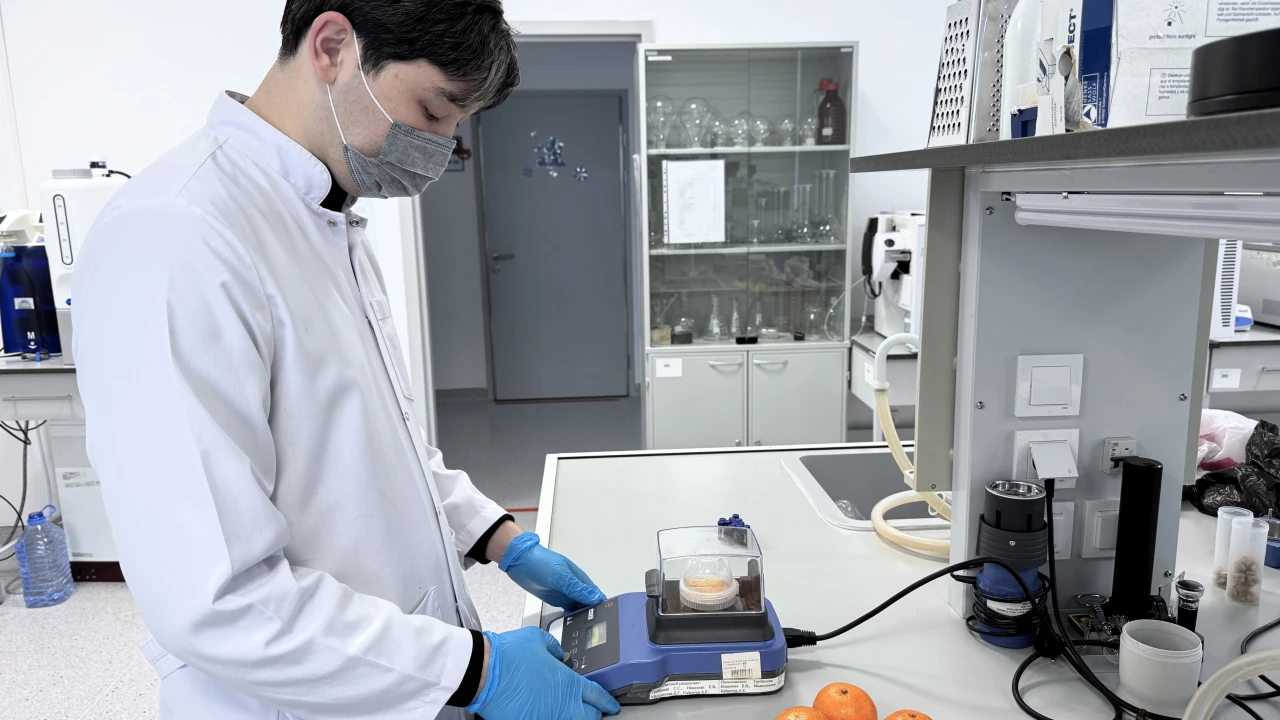 Қыс дәмі – мандарин: сапа мен қауіпсіздікті тексеру 